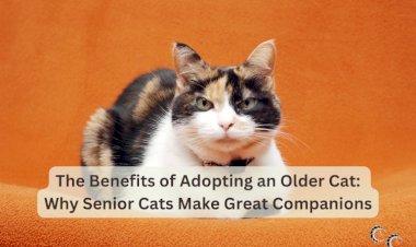 The Benefits of Adopting an Older Cat:  Why Senior Cats Make Great Companions