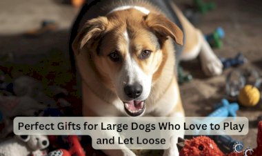 Perfect Gifts for Large Dogs Who Love to Play and Let Loose
