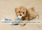 Perfect Gifts for Small Dogs That Will Make Tails Wag