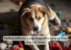 Perfect Gifts for Large Dogs Who Love to Play and Let Loose